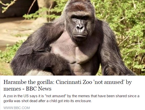 How a dead gorilla became the meme of 2016 - BBC News