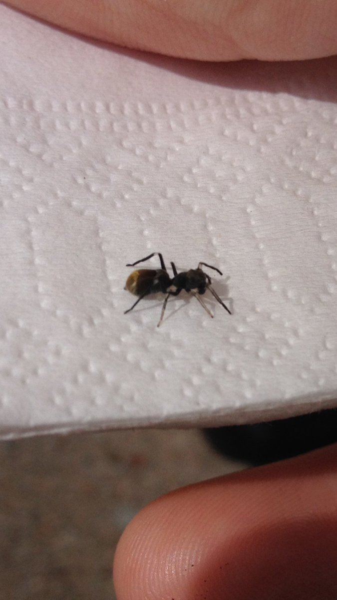 Jones3Lochie's tweet photo. 3 species of ant-mimicking jumping spider found at jcu from the genus Myrmarachne #jcuwildlife #tropbioaus #dsbclass https://t.co/zJLYWpm5Qy