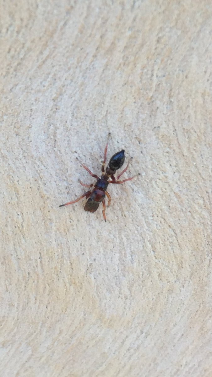 Jones3Lochie's tweet photo. 3 species of ant-mimicking jumping spider found at jcu from the genus Myrmarachne #jcuwildlife #tropbioaus #dsbclass https://t.co/zJLYWpm5Qy