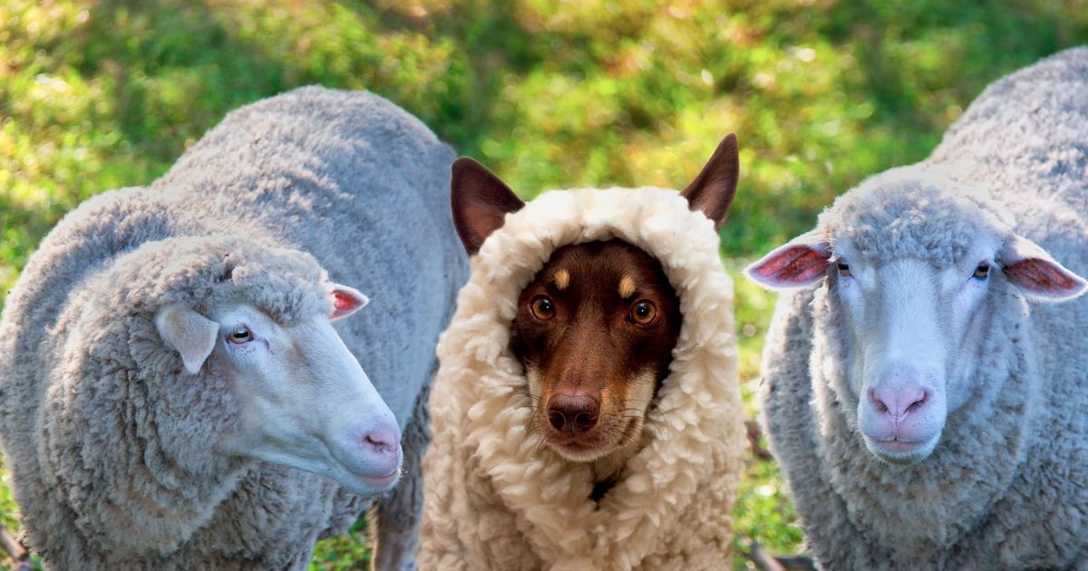 16 animals that are definitely not dogs in disguise: on.mash.to/2buNN0G via <a href="/mashable/">Mashable</a>