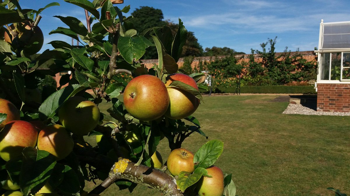 Beautiful heritage apples ripening in <a href="/GardenBridgeEnd/">Bridge End Garden</a> , #SaffronWalden