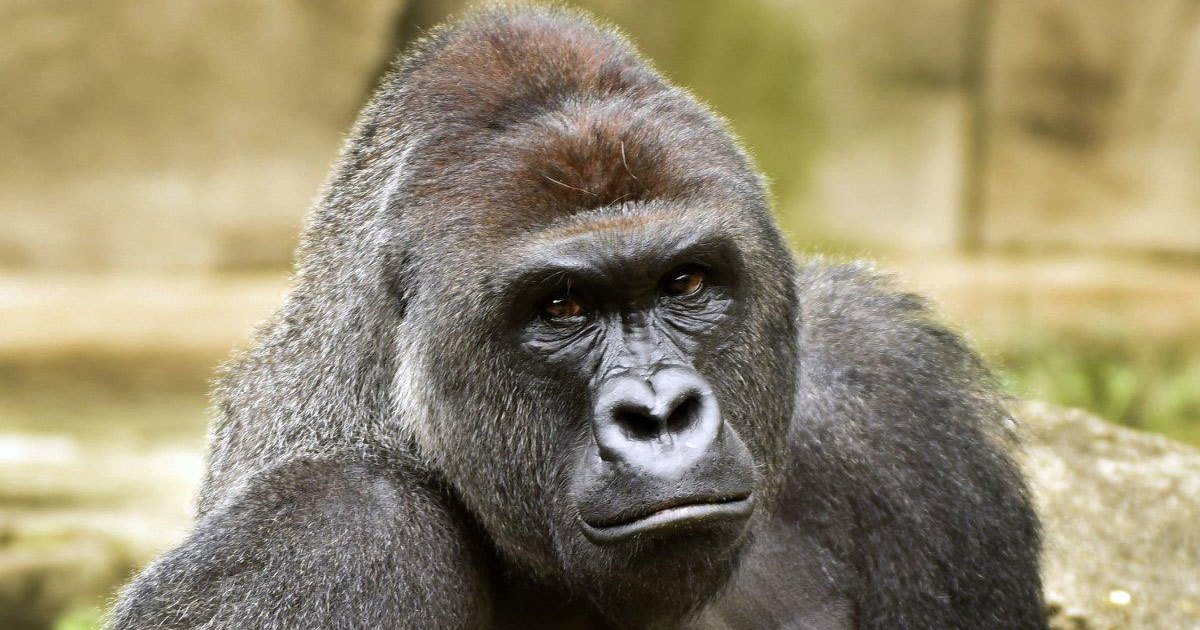 NYDailyNews's tweet image. Cincinnati Zoo deletes Twitter account after harassment — "just like they deleted Harambe" nydn.us/2be1bWB