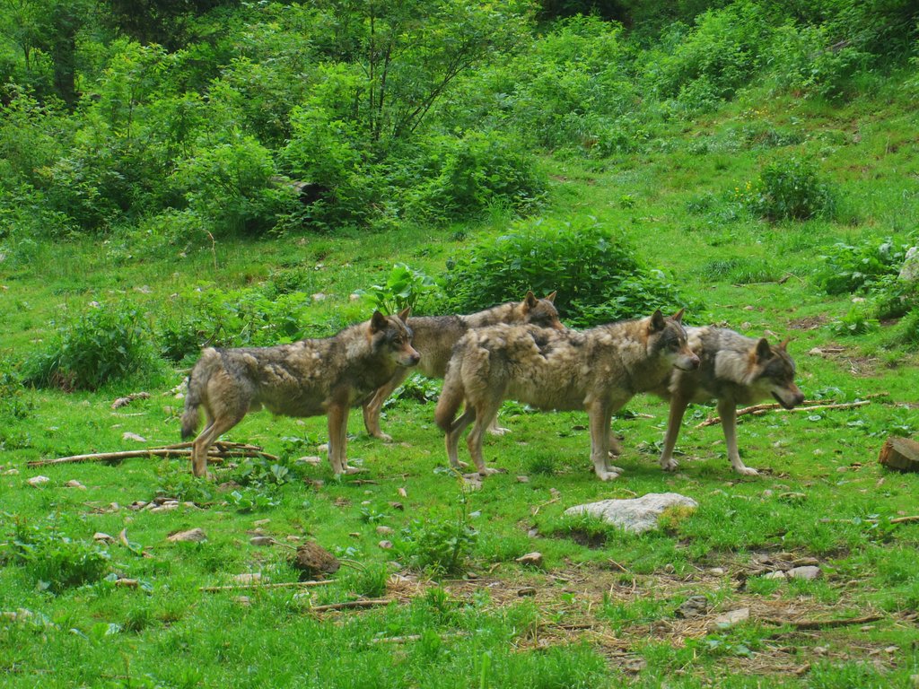 #Mountain #nature #Alpes #Alpha