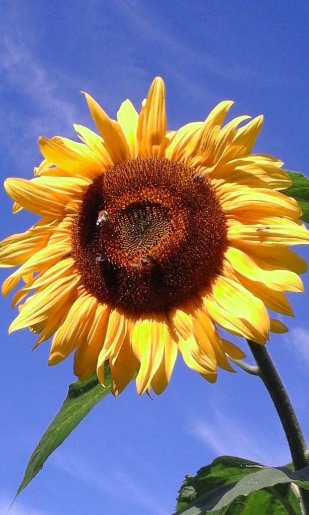 Mandarines tweet media