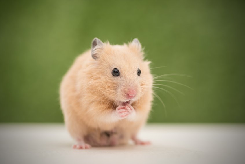 MedicAnimal's tweet photo. #DidYouKnow #hamsters rely on scent to find their way. They have scent glands which they rub on objects along a path https://t.co/ZfKDFWdEeN