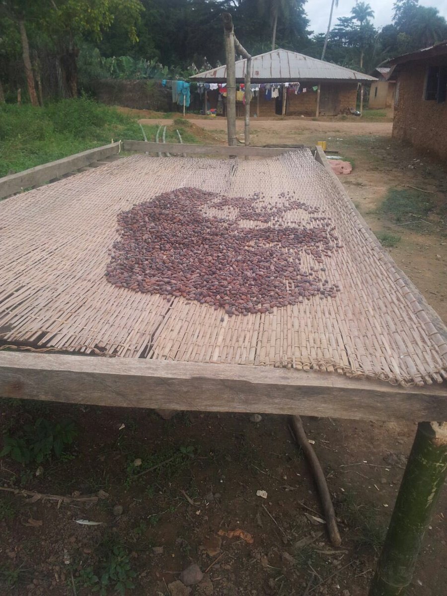 #Smallwins
The farmers implementing new drying process for cocoa beans which will improve grade increase income