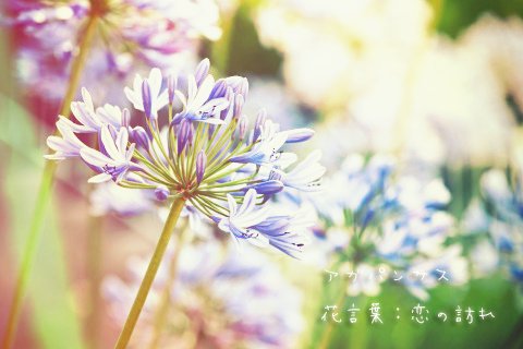 ゼラニウムのtwitterイラスト検索結果 古い順 ゼラニウムのtwitterイラスト検索結果 古い順