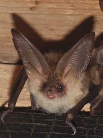 Nature_StFagans's tweet photo. Limited number of spaces on tomorrow nights bat walk @StFagans_Museum Tickets here: https://t.co/tDyerWMt2K https://t.co/Smvt8TcLKN