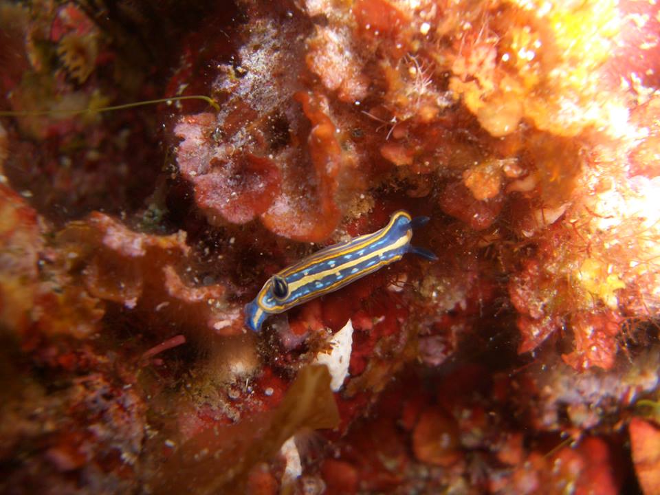 MallorcaProdive's tweet photo. #Seahorses #Nudibranches #Morays &amp; #Shrimps - Getting to know the locals in the bay of #Pollenca ;) @Pollenca_com https://t.co/xfNclv4SQS