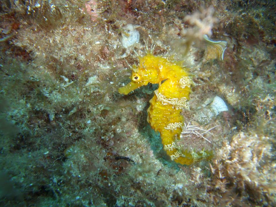 MallorcaProdive's tweet photo. #Seahorses #Nudibranches #Morays &amp; #Shrimps - Getting to know the locals in the bay of #Pollenca ;) @Pollenca_com https://t.co/xfNclv4SQS
