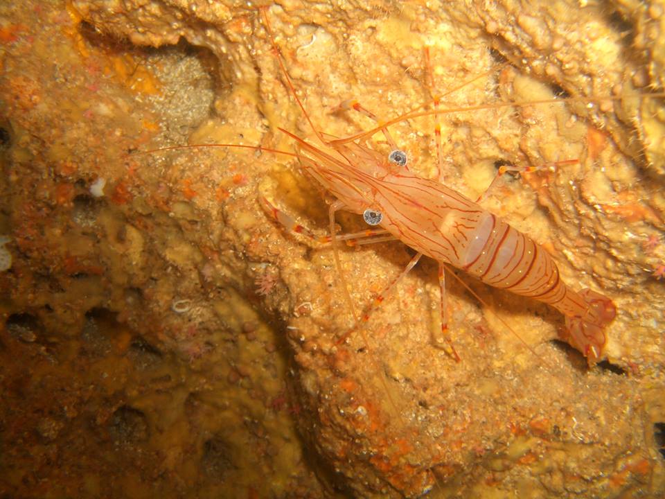 MallorcaProdive's tweet photo. #Seahorses #Nudibranches #Morays &amp; #Shrimps - Getting to know the locals in the bay of #Pollenca ;) @Pollenca_com https://t.co/xfNclv4SQS