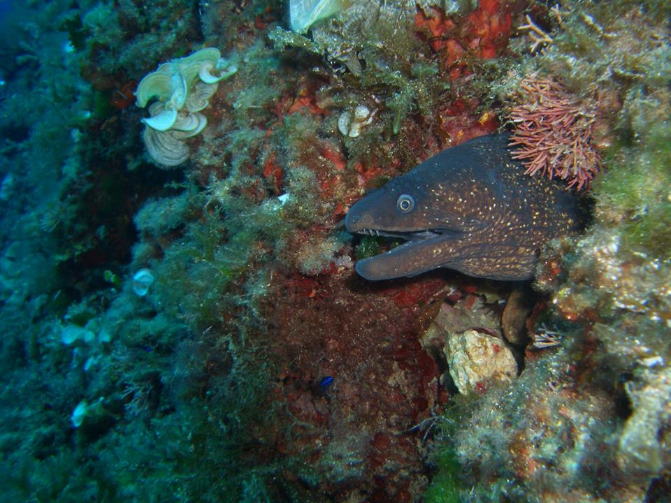 MallorcaProdive's tweet photo. #Seahorses #Nudibranches #Morays &amp; #Shrimps - Getting to know the locals in the bay of #Pollenca ;) @Pollenca_com https://t.co/xfNclv4SQS