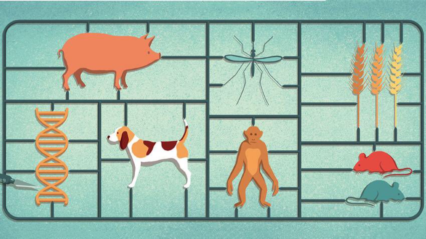 Gensmartme's tweet photo. CRISPR, WE can now alter organism evolution, but should we? #neoevolution #CRISPR #genomic #evolution #future #ethic https://t.co/fowbog1a7y