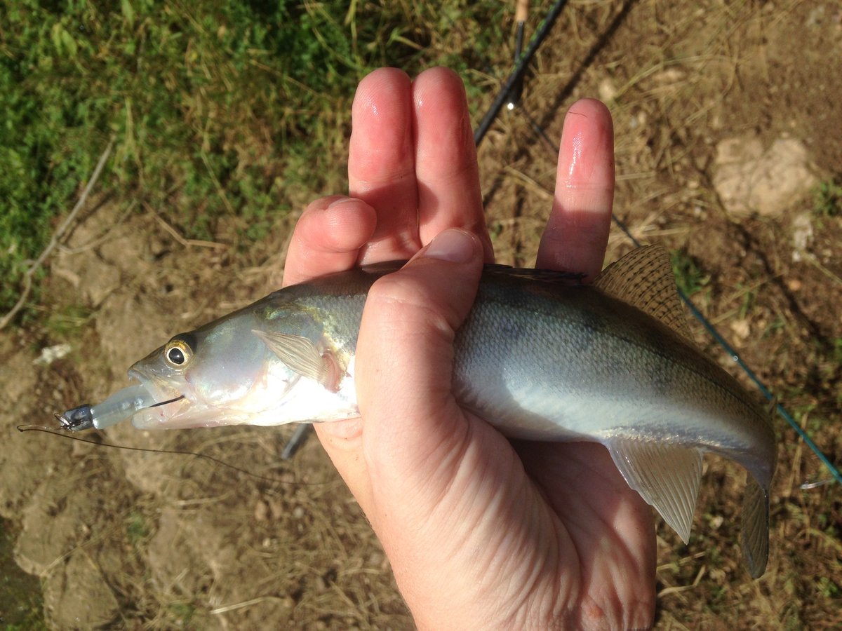 Mart_MK_60's tweet photo. Wasping but not as we know it! #Zedlet #badyzed #zman #slimswimz #ttlures #procure https://t.co/Za11sLqQdC