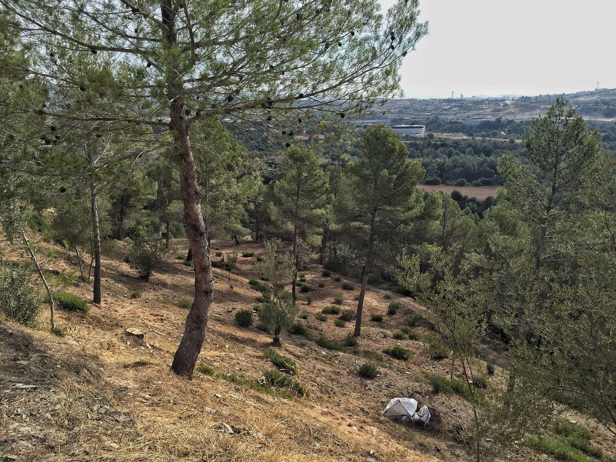 entrearbres's tweet photo. Coordinació de SSL per l'empresa @Fores_Cat manteniment #FrangesPerimetrals a @ajviladecavalls #prevencioIF https://t.co/yryEcTpTBh