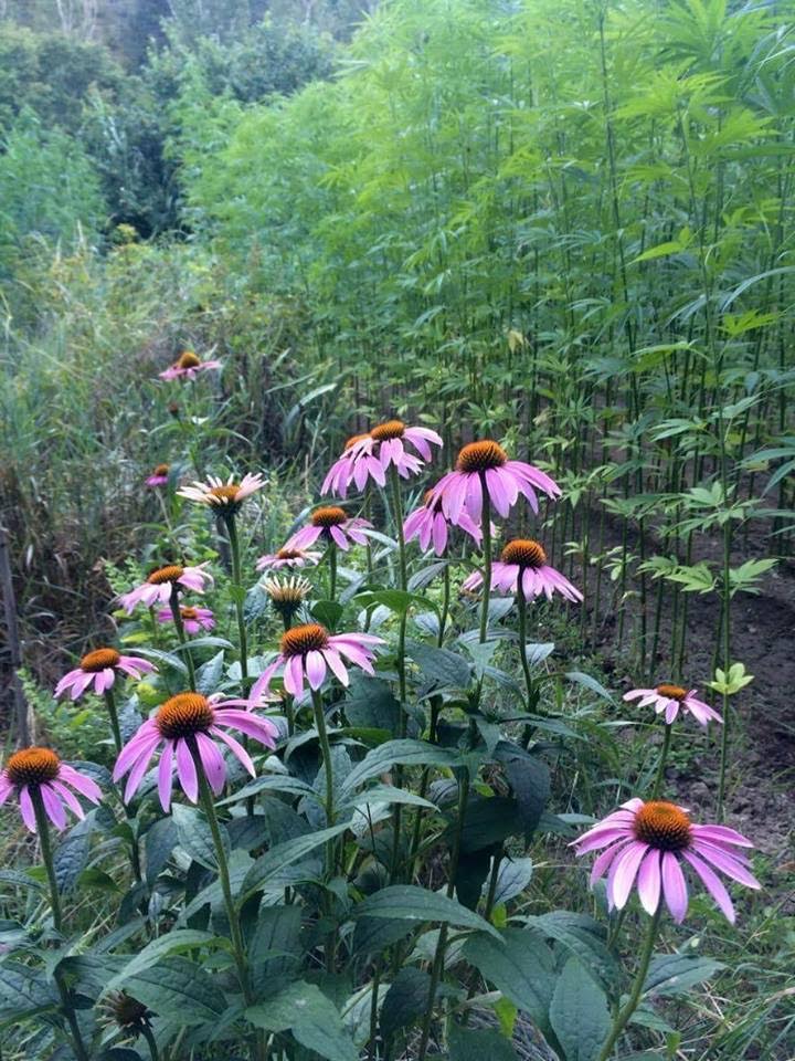 MedMarijuanaUK's tweet photo. The Cannabis #Sativa L plant has grown for millennia and will flourish in almost any climate. #Nature #Medicine https://t.co/THZpfMTcpv