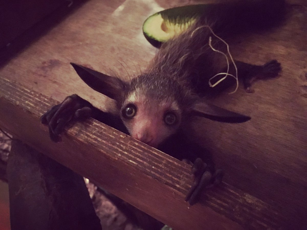 DurrellWildlife's tweet photo. We're absolutely thrilled to announce the first aye-aye birth at Durrell Wildlife Park in 13 years! https://t.co/FpUG2Dfmy9