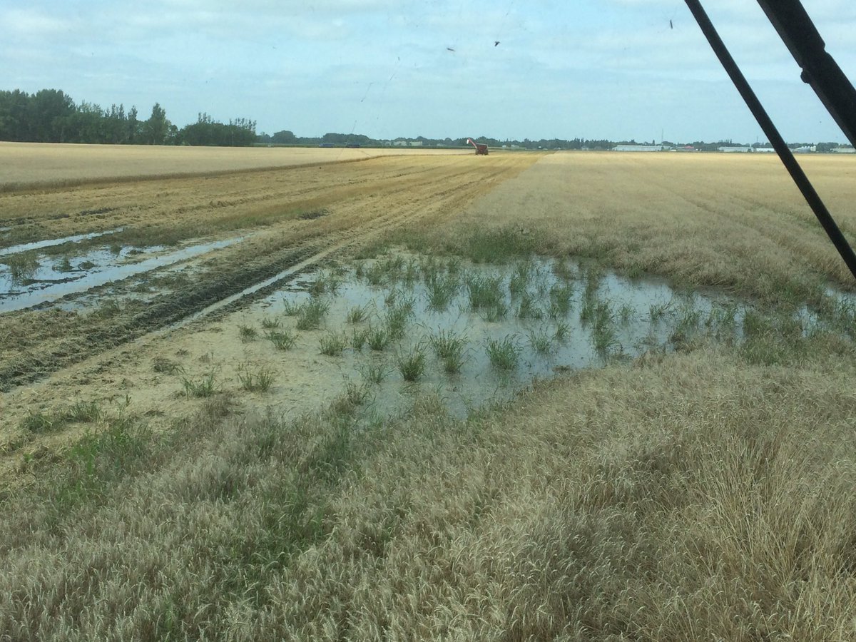 Rschwartz4240's tweet photo. Dump at 1/2 hopper. Keep it light. #mudbuggy #gettingcocky #9860 #harvest16 https://t.co/2wOxodRRZ3