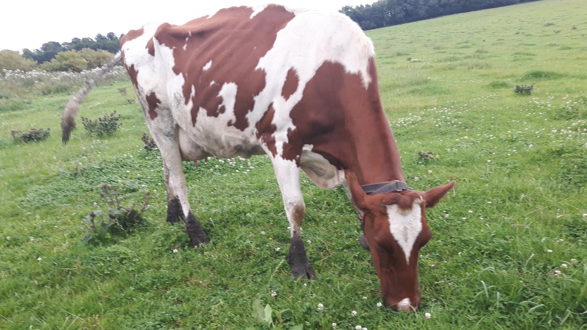 Farnell_Simmys's tweet image. Making milk!!
#ruby
#teamdairy