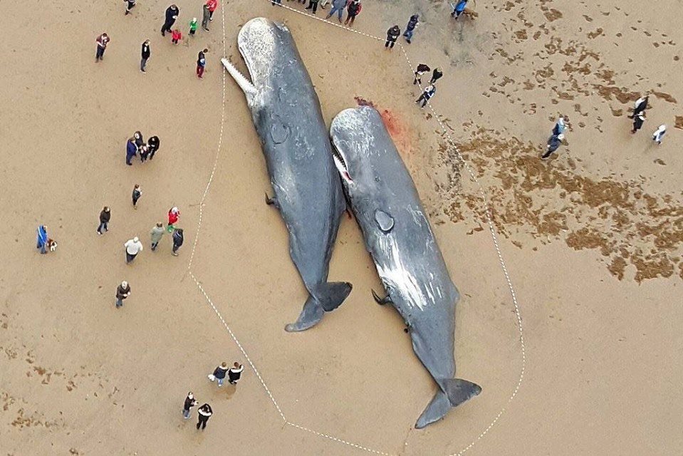 29 whales were found dead on the shores of Germany, their stomachs filled with plastic waste dumped in the sea.