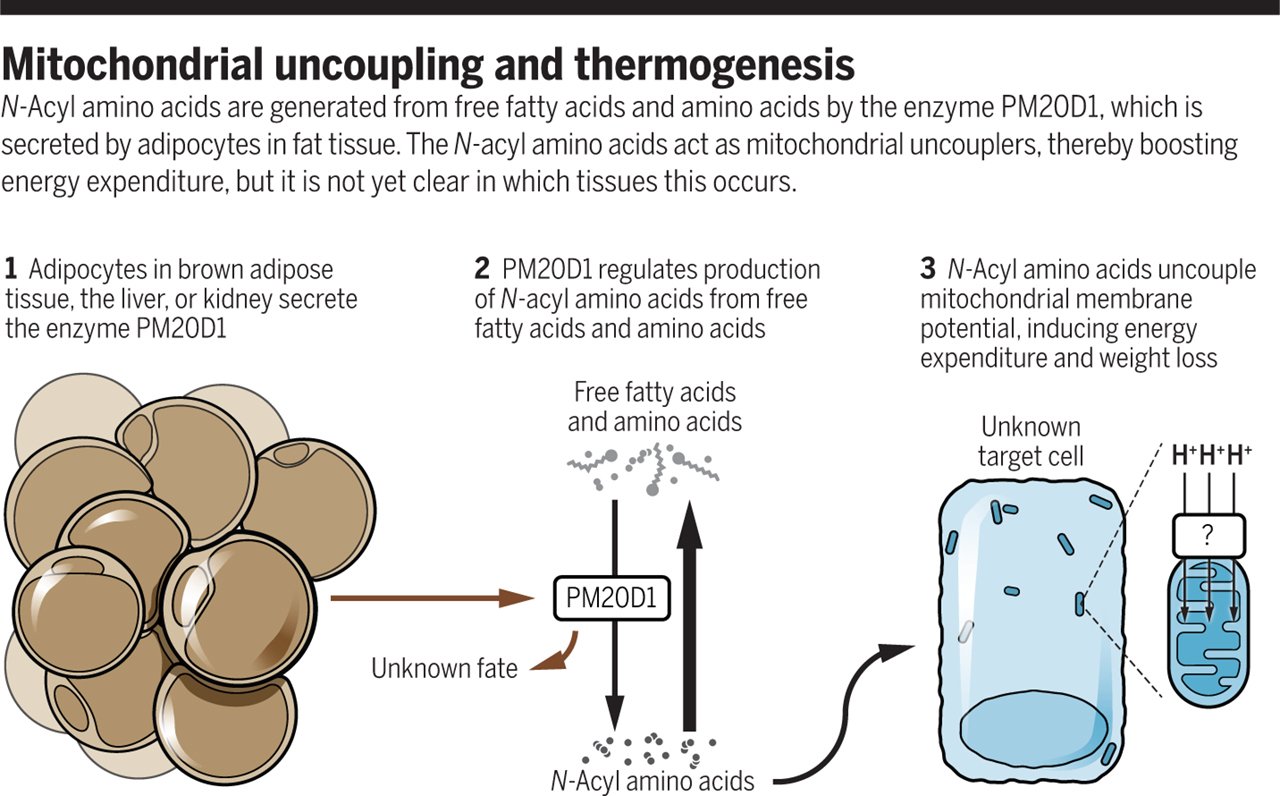 Science Magazine on Twitter "A closer look at a newlydiscovered fat
