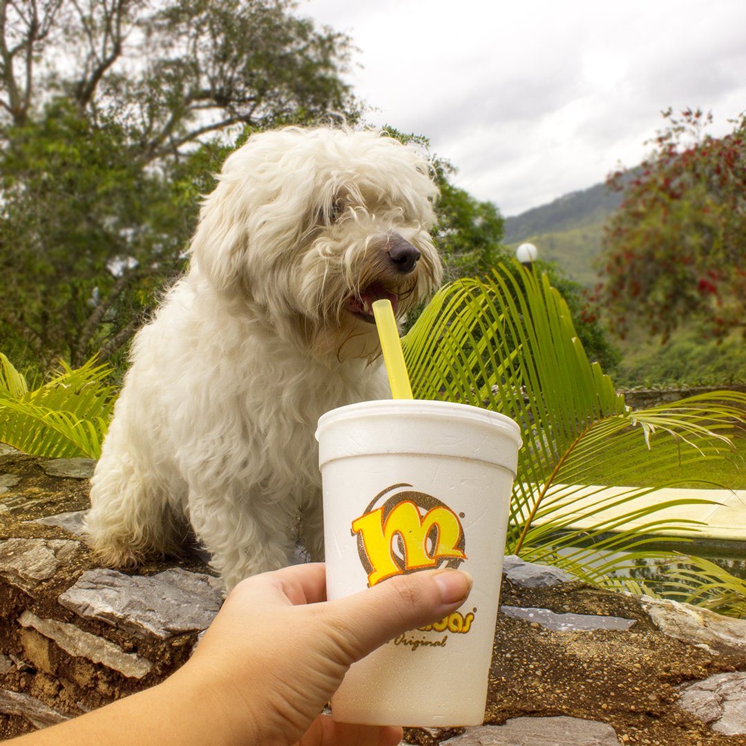 malteadasVE's tweet photo. Empieza tu día con alegría, hasta los mas peluditos de la casa saben como #Saborealafelicidad https://t.co/bJkbs93QHC