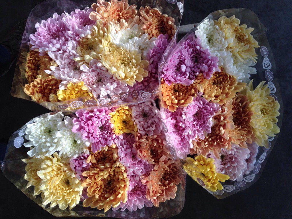 Aljonka in the MIX <a href="/KZFlowers/">KZ Flowers</a>