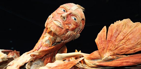 PortoAnticoGe's tweet photo. Body Worlds, l'originale mostra dedicata al vero mondo del corpo umano, saluta #Genova con 65.000 visitatori. https://t.co/OWnGSvWjcd