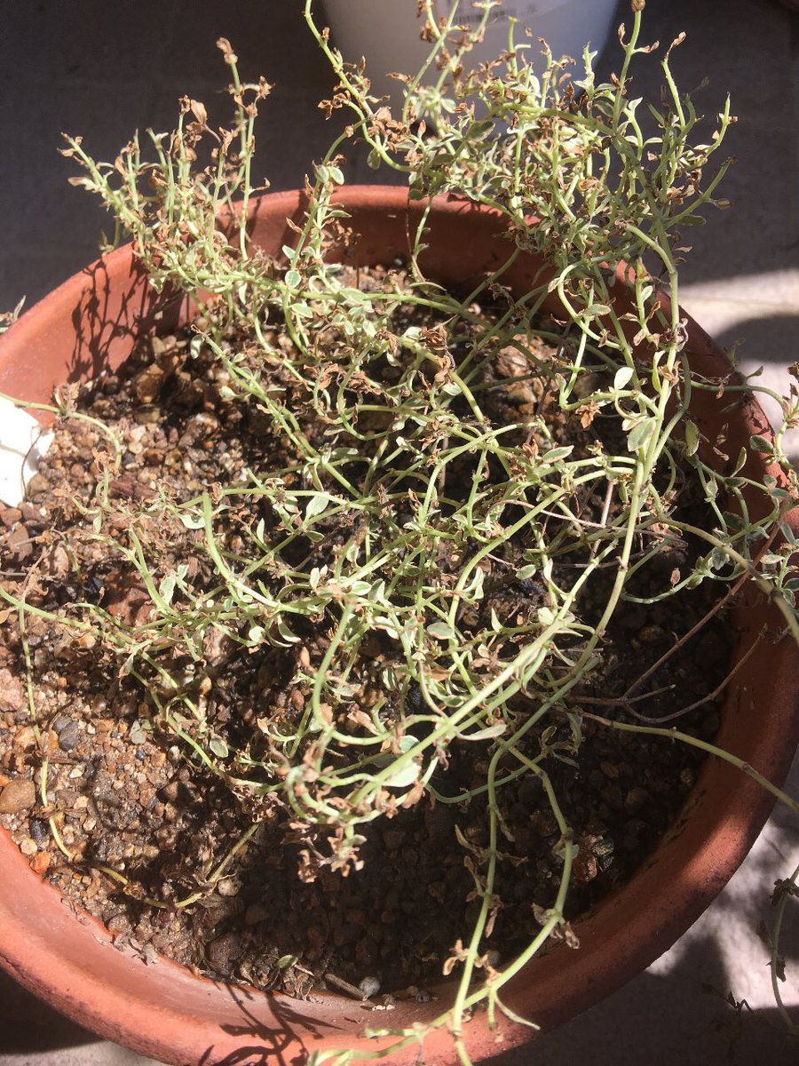 荒尾っさんの豊里 無肥料無農薬栽培 シルバータイム 元気になーれ ハーブ Herbs Herb Agri Agriculture 無農薬 無化学肥料 有機 有機肥料 有機栽培 水やり 根腐れ 加湿 荒尾っさんの豊里 無肥料無農薬栽培 シルバータイム 元気になーれ ハーブ Herbs Herb Agri Agriculture 無農薬 無化学肥料 有機 有機肥料 有機栽培 水やり 根腐れ 加湿