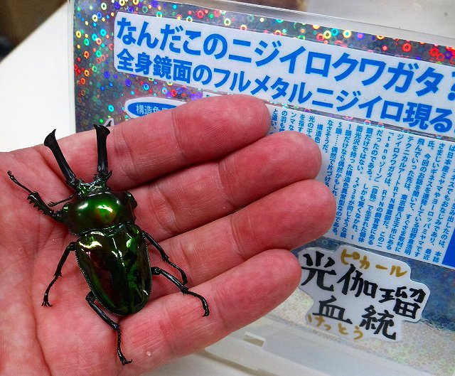 セールの目玉商品は【ニジイロクワガタ ピカール血統】です。 前胸まで