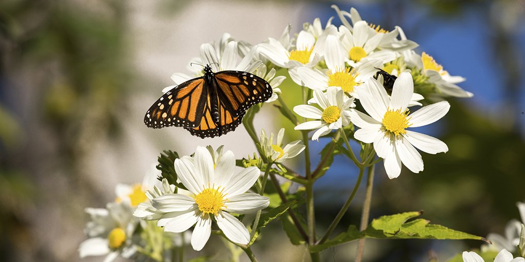 NFWFnews's tweet photo. NFWF Announces $3 Million in Grants from #Monarch Butterfly Conservation Fund  https://t.co/dPrwWH0cbG #nfwfgrants https://t.co/GRoyzGWcUo