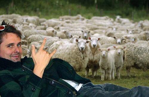 breadinside's tweet image. we have more puns coming, meanwhile you can chill out with matt and his sheep...