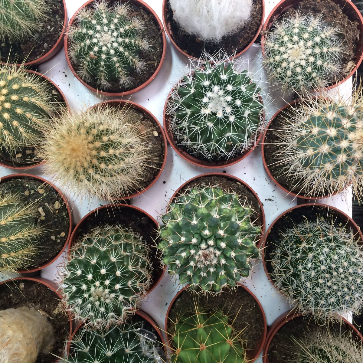 Kaktus-Liebe 🌵 #kaktus