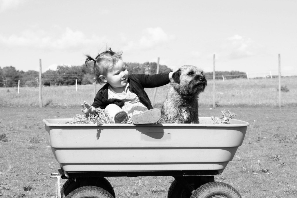 DogSync's tweet photo. Dogs Play an Important Role for Children with Special Needs https://t.co/fFIZNdjDfl https://t.co/ZnfERbnHIH