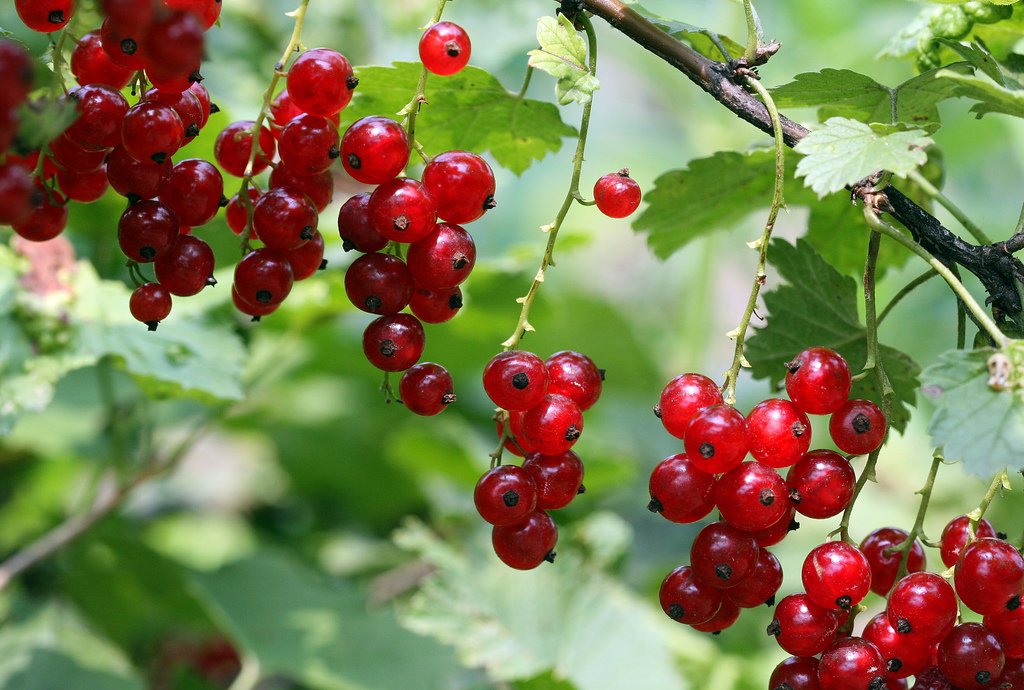 Let’s take advantage of North America’s native abundance. 11 plants we should be eating: bit.ly/2bwKlTg