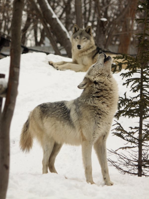 狼祭実行委員 Twitterren オオカミにとって遠吠えは しなければならないもの というわけでもないようです 動物園でもときどき 吠えない オオカミ として注目される個体がいますし 吠えられない 状況の個体が存在することもあります オオカミ 狼情報