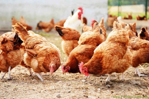 Farmer_guide's tweet photo. #Chicken
#Hen
   History - Domestic hens occurred from the wild hens living in Southeast Asia about 6000-8000 BC. https://t.co/jqDcATmYdO