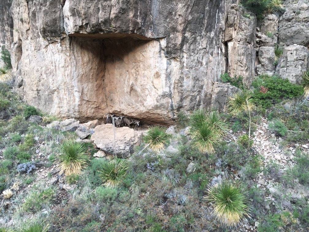 TPWDnews's tweet photo. Biologists are conducting desert bighorn sheep surveys in Trans-Pecos. Can you spot them? https://t.co/fJK5U7wJbE