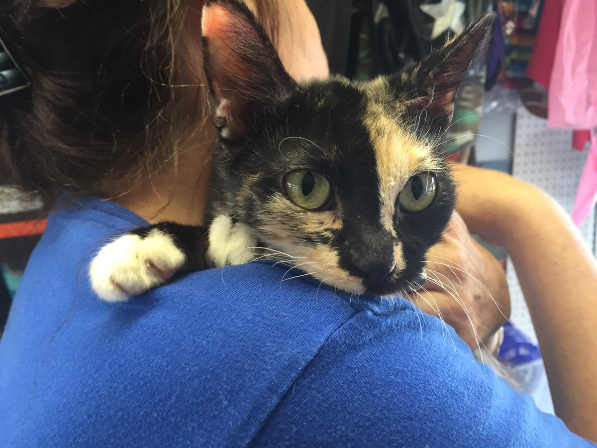 kkuizon's tweet photo. More dogs and cats will be brought in tonight from #Louisiana. @EARSAnimals is looking for fosters @FOX13News https://t.co/frkghUQdT1