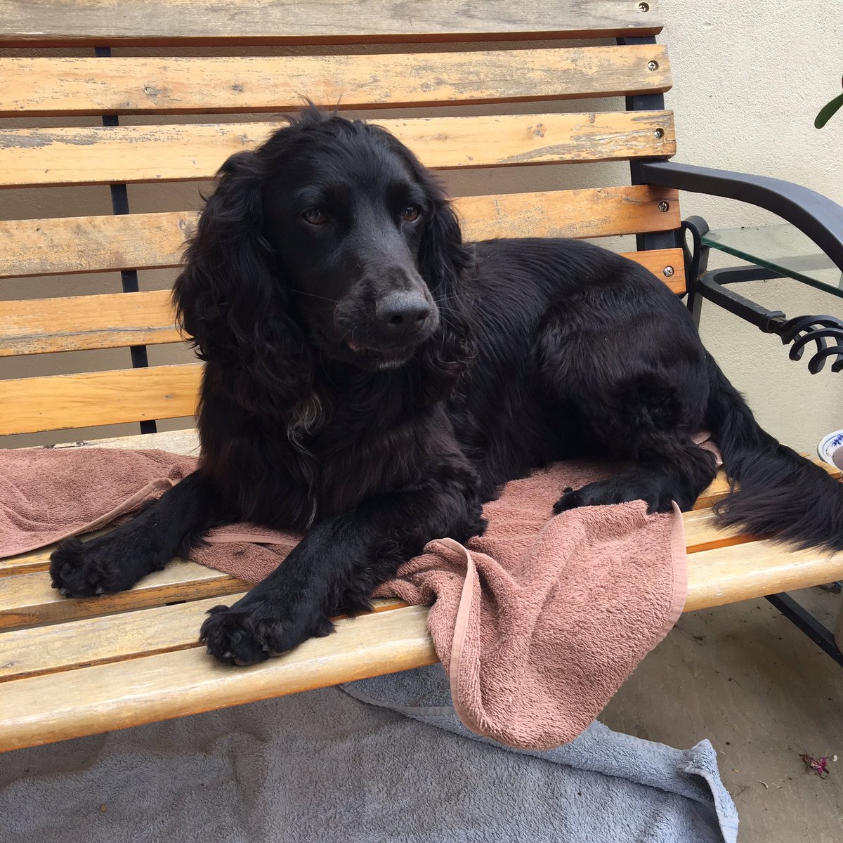Chlo_LK's tweet photo. Dw guys I found my dog #phew #heartattack #thankfuck #looksmuchbetter https://t.co/dTdeDeOdUY