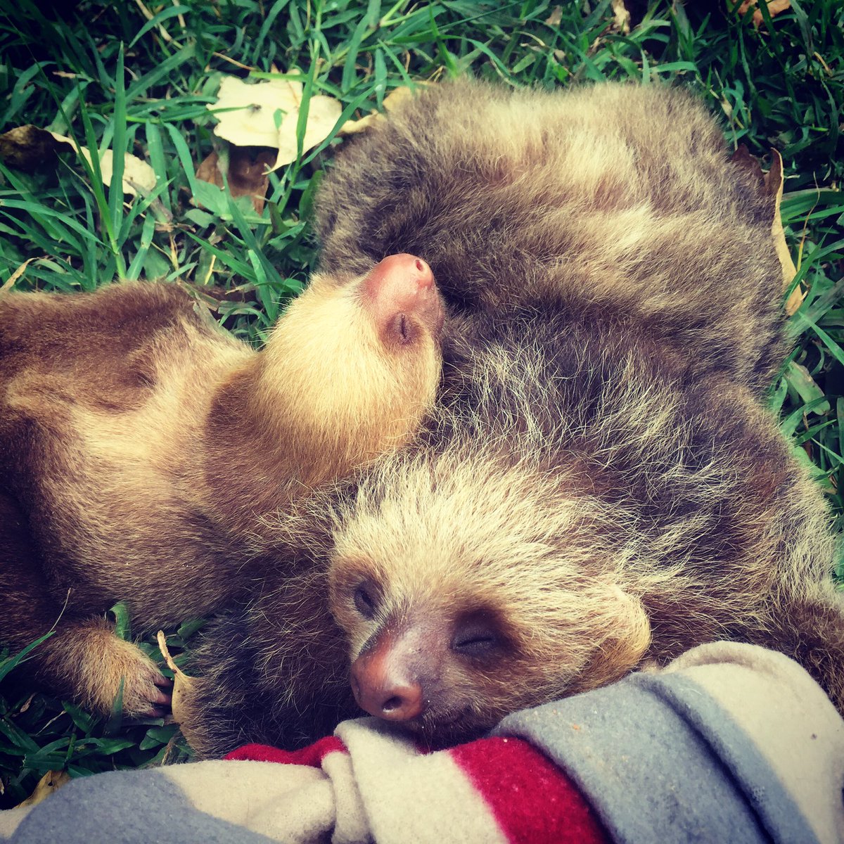 RT @Primatography @toucanrescueranch #squadgoals #sloths #slothlove #costarica #puravida
