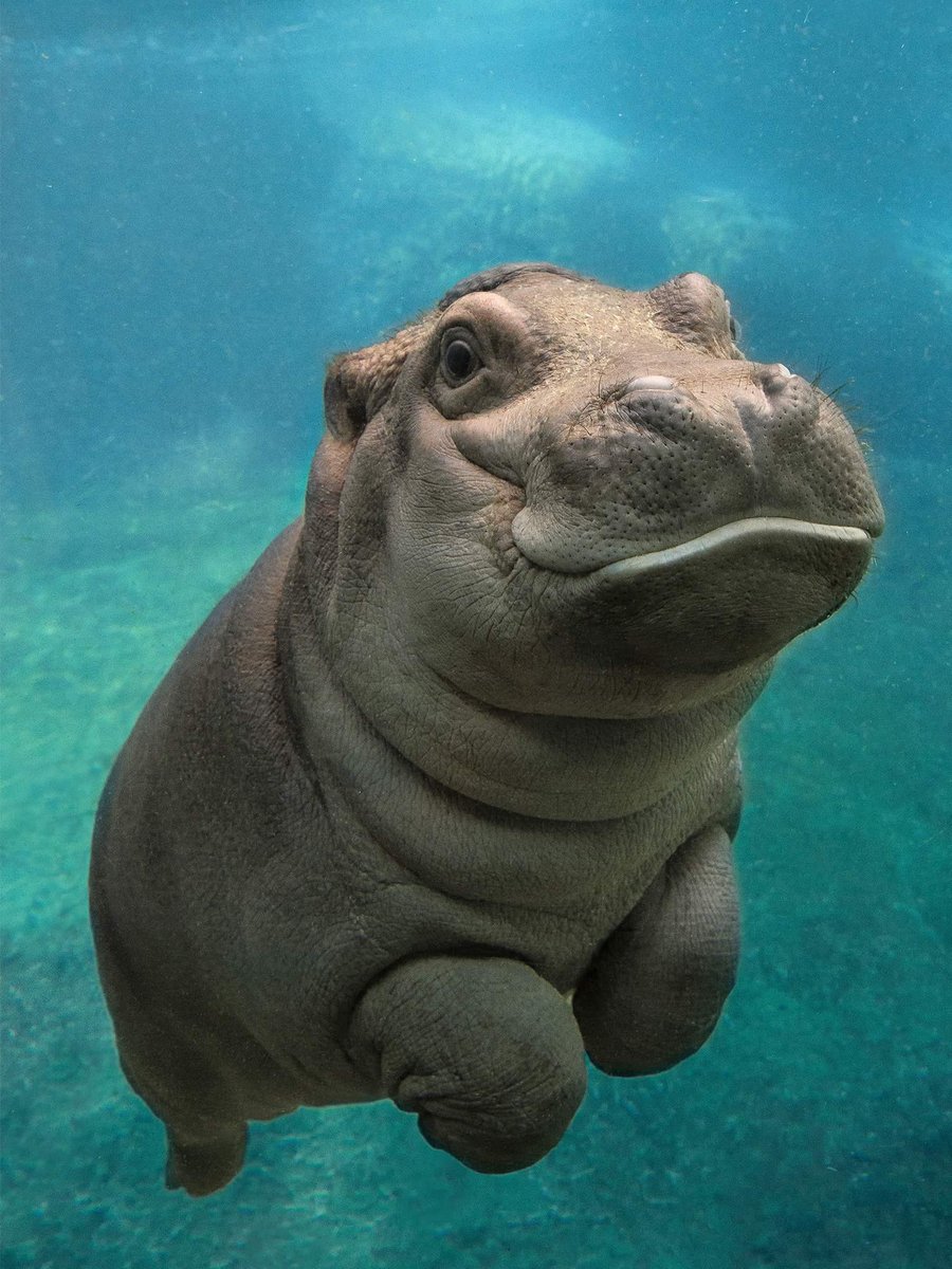 Ce n'est pas tous les jours qu'on voit un bébé hippopotame d'aussi près ! 😍
#nature #animaux