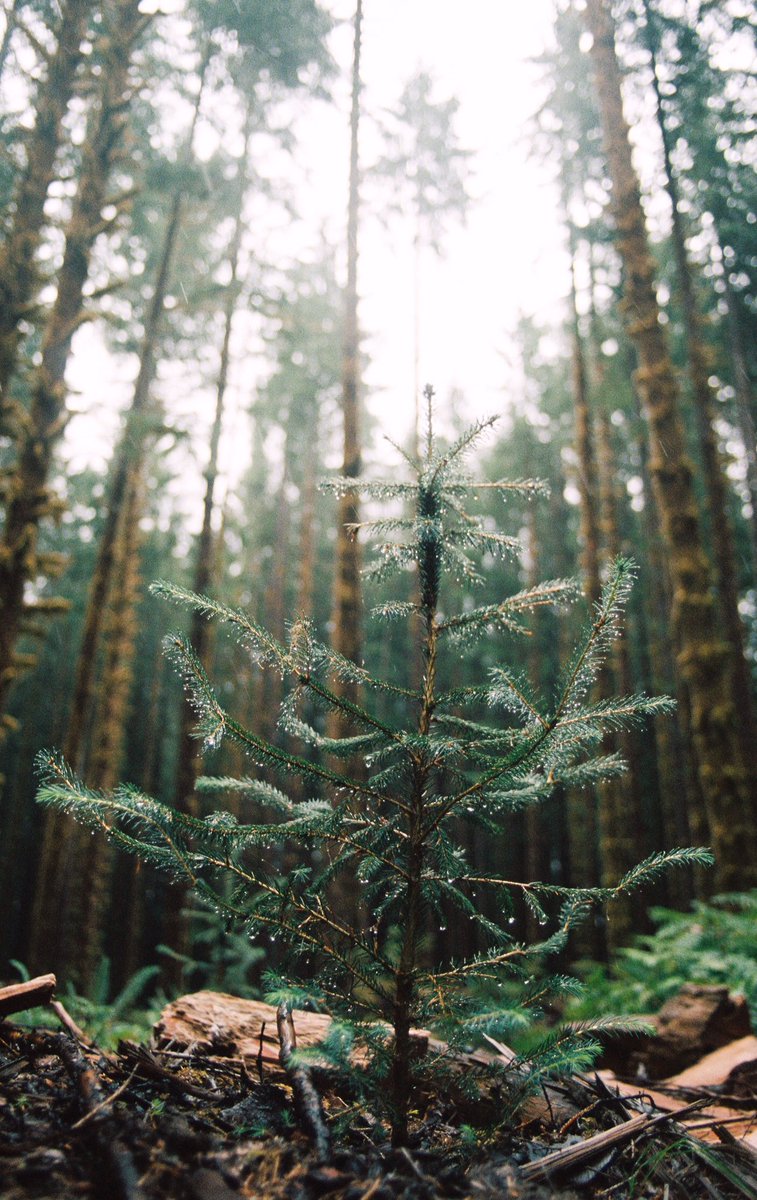 Kennn10 10 I Guess Baby Pine Tree Is My Aesthetic And I M Really Ok With That Kennn10 10 I Guess Baby Pine Tree Is My Aesthetic And I M Really Ok With That