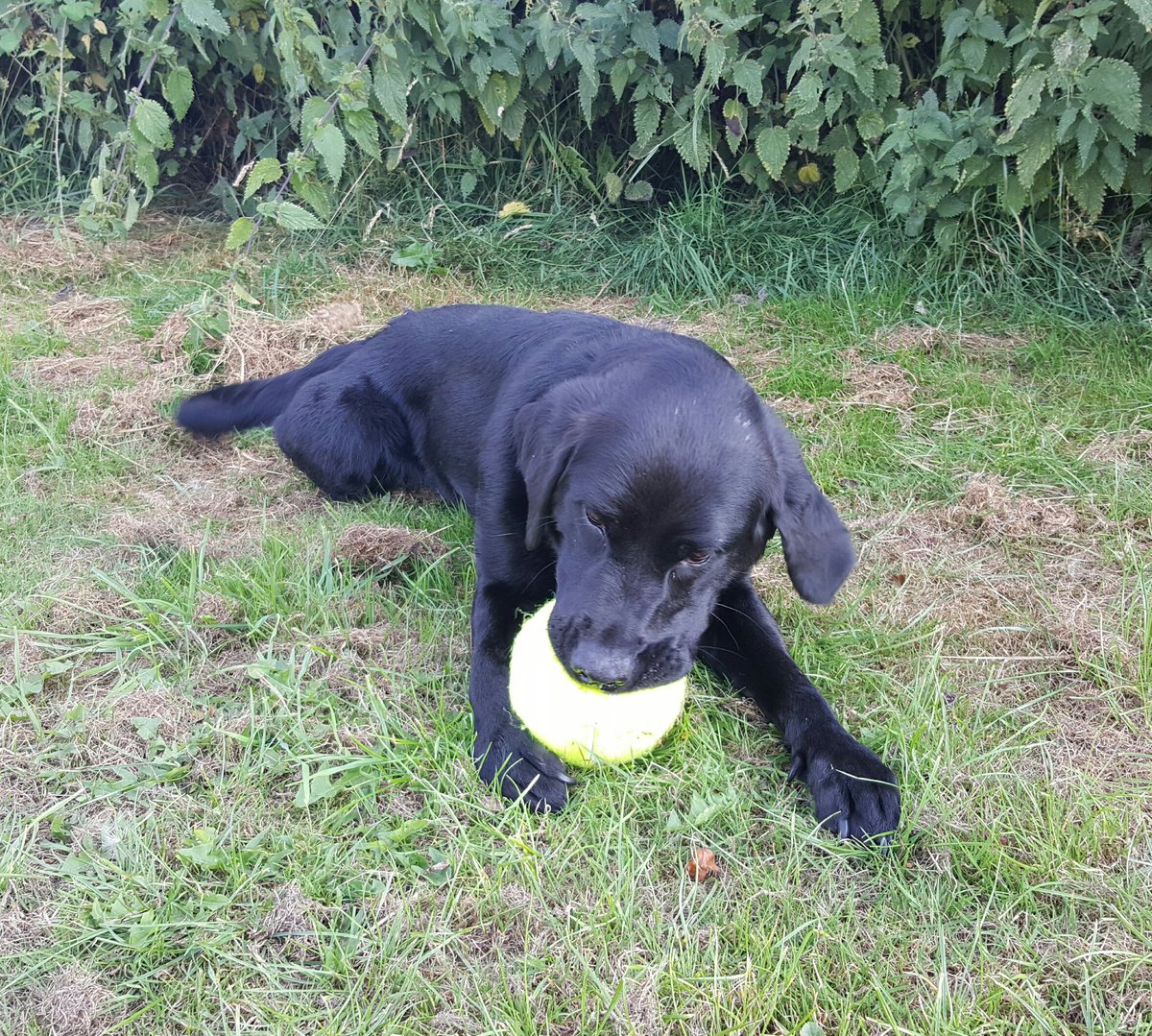 sspoldogsection's tweet photo. Yesterday PD Mitzie got a giant tennis ball! Loved it .... played with it .... killed it!!! #5minutewonder LH https://t.co/qn24UrmnoU