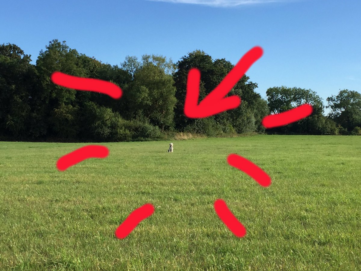 artbysilvi's tweet photo. my dog sat down in the middle watching me walking around the edge of the field  #dogwalkfail #lovedogs https://t.co/154Emv7Fpd
