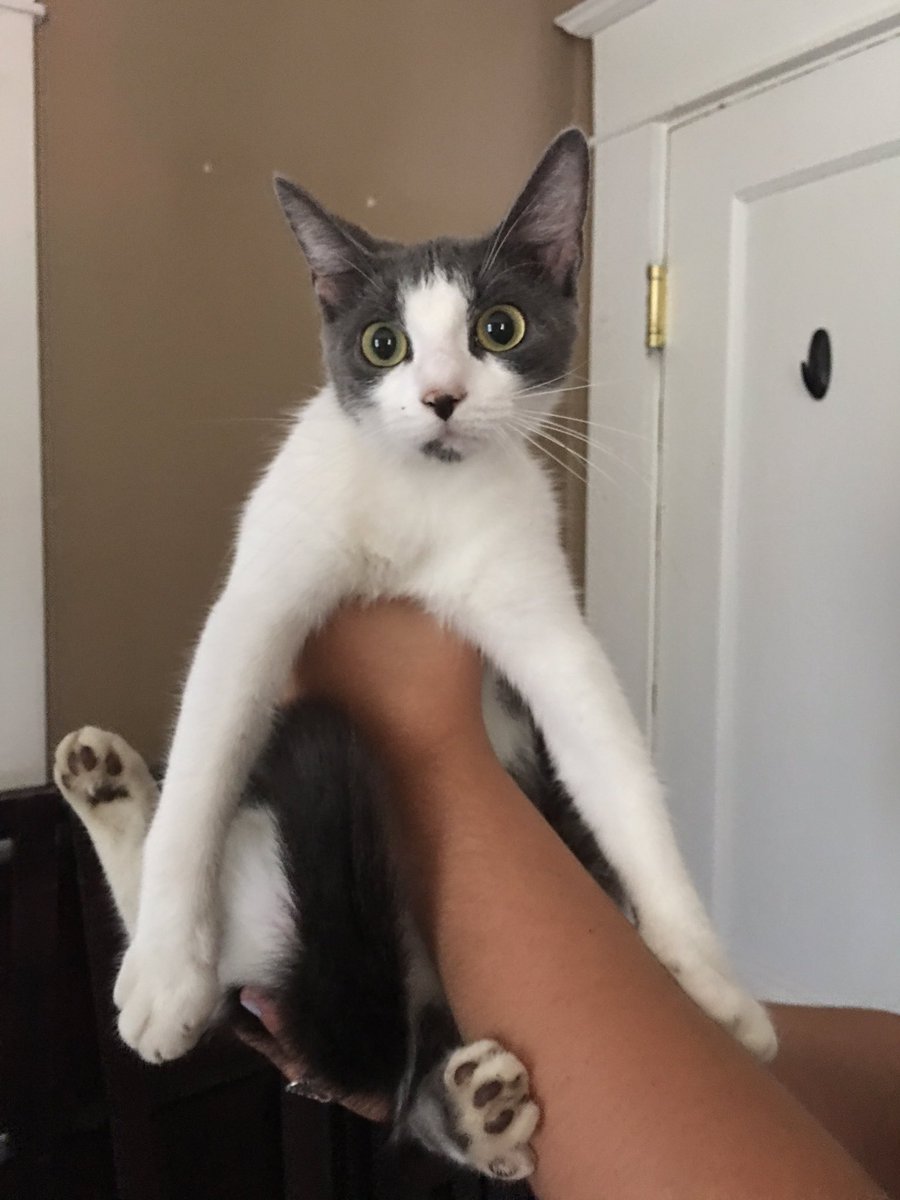 Found this kitten in our yard on Price St!Please DM if it's your cat! <a href="/WVUBlackout/">WVU Blackouts</a> <a href="/WVUPartySchool/">#1PartySchoolProbs</a> <a href="/WestVirginiaU/">WVU Mountaineers · Let’s Go!</a>