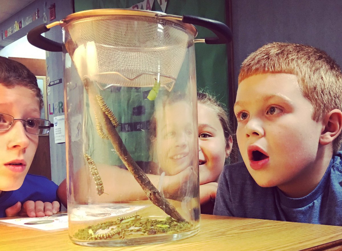 Monarch caterpillars are transforming outside of my office. This is what learning looks like.