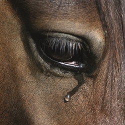 broadwaybaby's tweet photo. Review: Equus ★★★★ #EdFringe https://t.co/GSGKXxRrjt https://t.co/fbWB1eEYJq