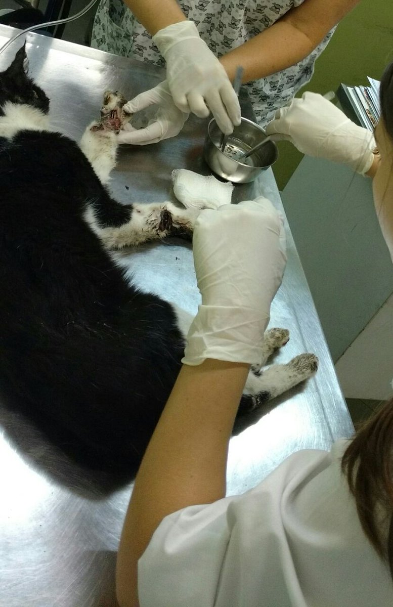 problemari's tweet photo. eu e meus amigos resgatamos um gato de rua que precisa de cirurgia. qm puder ajudar entra em contato: (21)97154-4245 https://t.co/noRtkX51oG