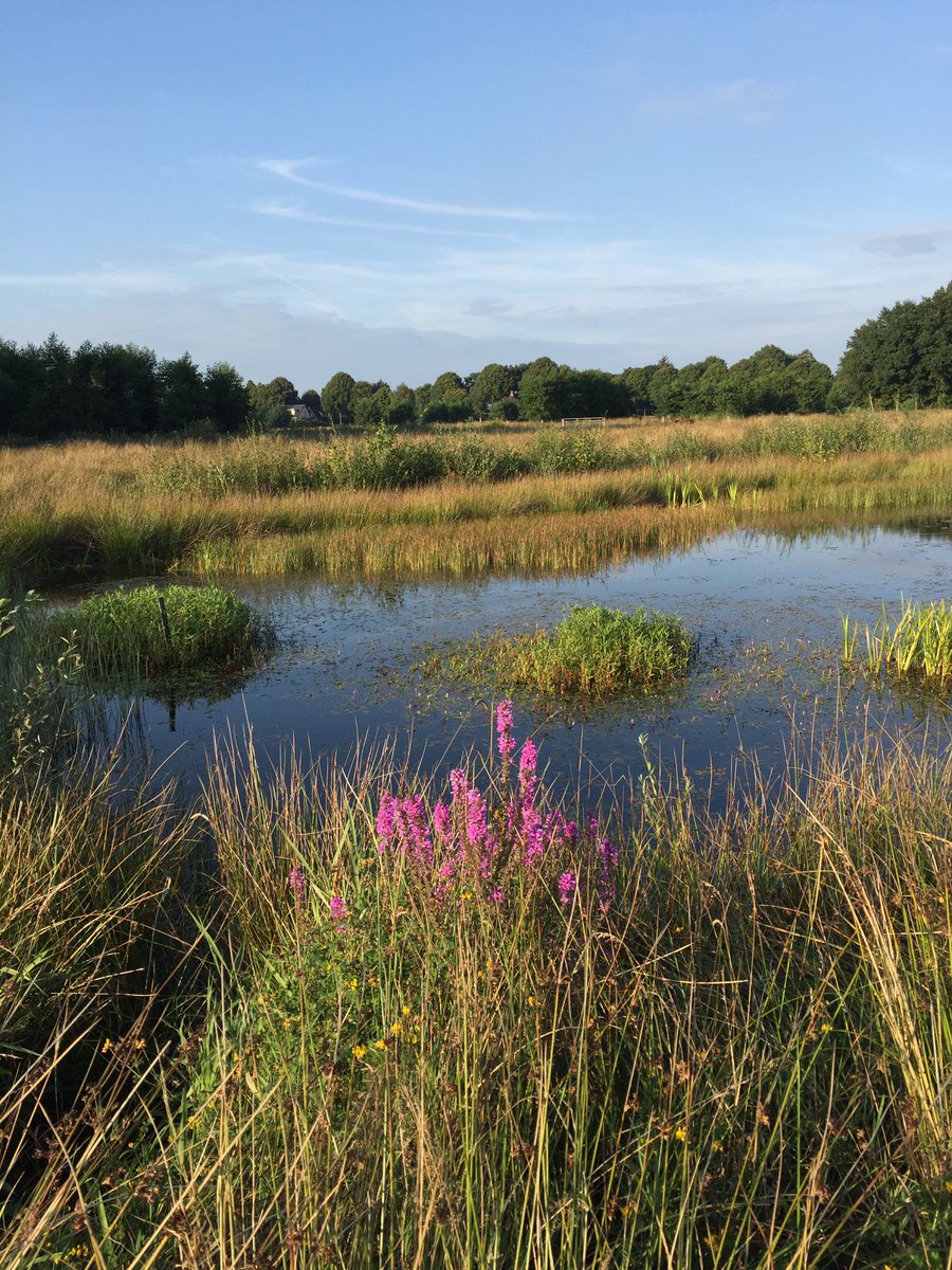 thea_pot's tweet image. Mooi Westerbroek